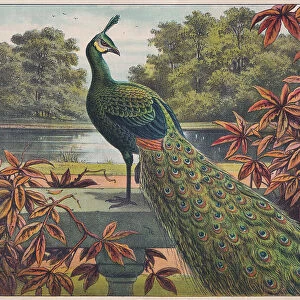Indian peafowl (Pavo cristatus), chromolithograph, published ca. 1898