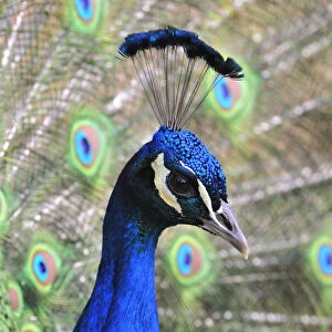 Beautiful Bird Species Photographic Print Collection: Peacock (Pavo cristatus)