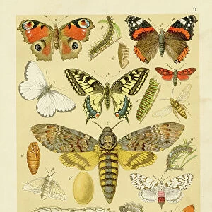 Insects butterflies chromolithograph engraving 1895