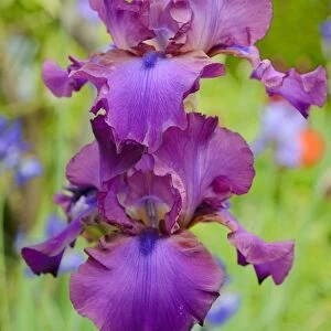 Iris -Iris barbata elatior, Hybrid-, purple flowers, in flower bed