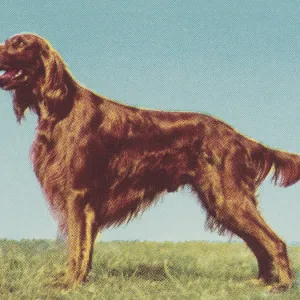 Irish Setter