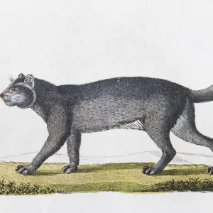 Jaguarundi (Felis Yaguarundi Lacep), hand-coloured copperplate engraving from Friedrich