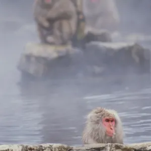 Japan, Honshu, Nagano, Shiga-Kogen, snow monkeys