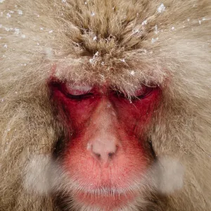 Japanese Snow Monkey breathing in cold winter air