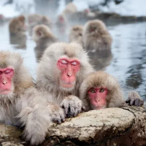 Japanese Snow Monkeys