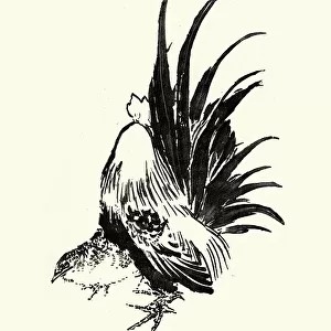 Japanesse Art, Sketch of a cockerel