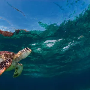 Joint swim