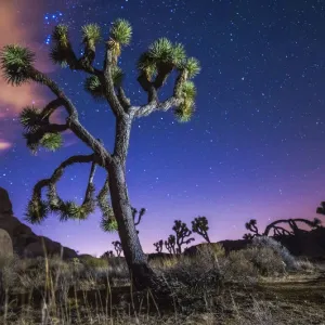 Joshua Tree