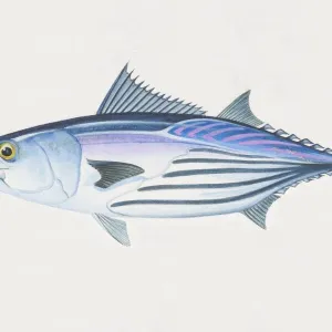 Katsuwonus pelamis, Skipjack Tuna, side view