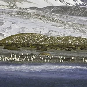 King penguins and Southern elephant seals on beach