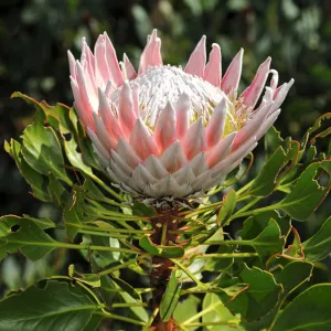 Heritage Sites Collection: Cape Floral Region Protected Areas