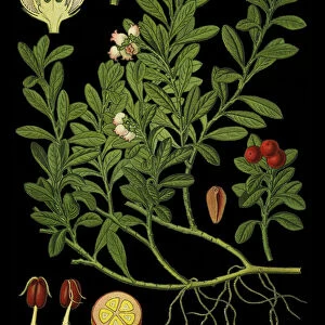 kinnikinnick, pinemat manzanita, bearberry