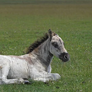 Konik horse (Equus przewalskii f. caballus), foal, tarpan or wild horse, backbreeding