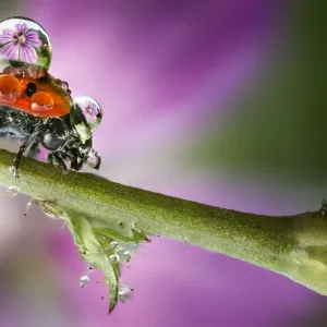 Ladybird on stem