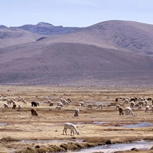 Lamas in the mountains near Arequipa, Peru, South America