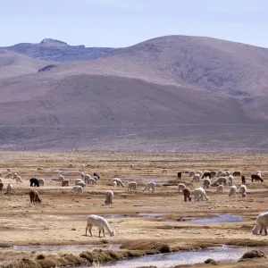 Lamas in the mountains near Arequipa, Peru, South America