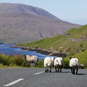 Lambs on a country road, Killary Harbour, County Mayo, Connacht province, Republic of Ireland, Europe