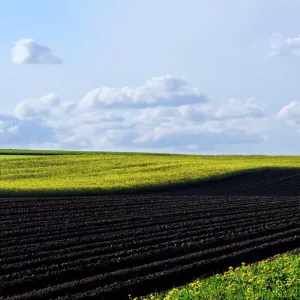 Landscape, plowed field, in between flower meadows, Buchbach, Waldviertel region, Lower Austria, Austria, Europe