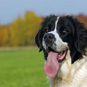 Landseer Dog -Canis lupus familiaris-, portrait