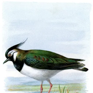 Charadriidae Poster Print Collection: Northern Lapwing