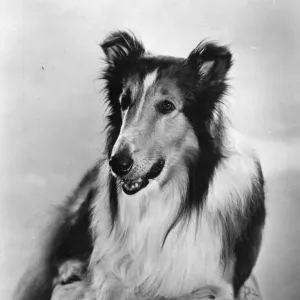 Lassie dog hi-res stock photography and images - Page 3 - Alamy