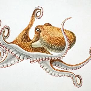 Lesser Octopus, Eledone cirrhosa, side view
