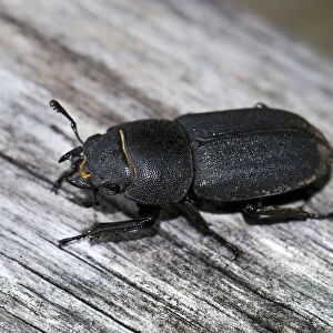 Lesser stag beetle (Dorcus parallelipipedus) on wood, Germany, Europe