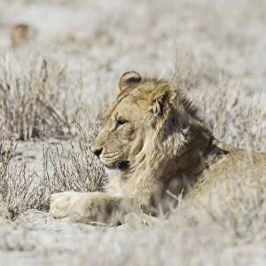 Lion -Panthera leo-, male, Etosha National Park, Namibia