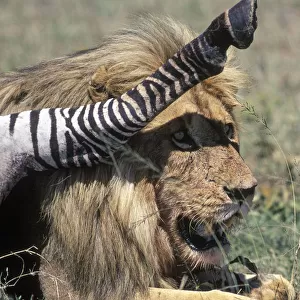 Lion with prey, Serengeti