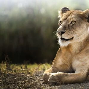 Lioness lying down