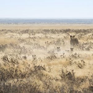 Lionesses -Panthera leo- with cubs running through the steppe, Etosha National Park, Namibia