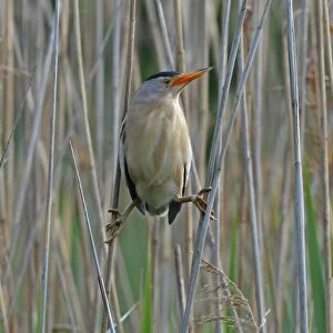 Little Bittern -Ixobrychus minutus-, male in the reeds, Lake Kuhnau, Dessau-Rosslau, Saxony-Anhalt, Germany