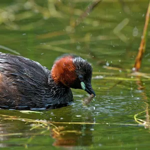 Animals Jigsaw Puzzle Collection: Aquatic