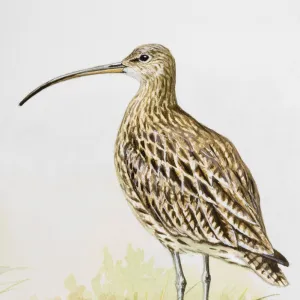 Long-billed curlew (Numenius americanus), standing, side view