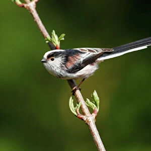Long-tailed tit -Aegithalos caudatus- perched on a branch