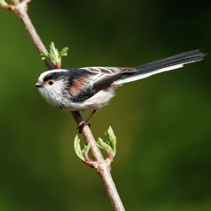 Long-tailed tit -Aegithalos caudatus- perched on a branch