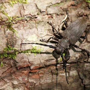 Beetle Collection: Long-Horned Beetles
