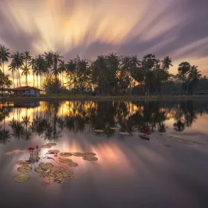 Lotus pond in Nakhon Si Thammarat, Thailand