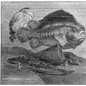 Lumpsucker or lumpfish (Cyclopterus lumpus) and viviparous eelpout (Zoarces viviparus)