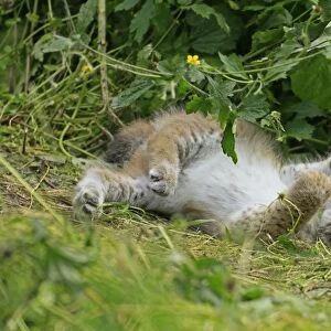 Lynx -Lynx-, cub wallowing, Haltern game park, Germany