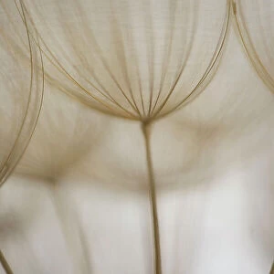 Macro details, of dandelion making a creative photograph