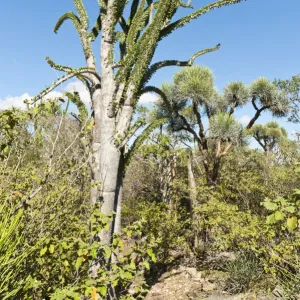 Heritage Sites Collection: Rainforests of the Atsinanana