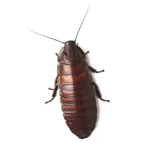 Madagascar hissing cockroach