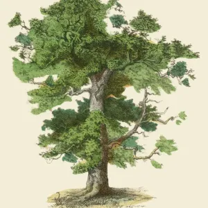 Botanical