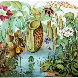 Venus Fly Trap Print: Carnivorous Plant Illustration