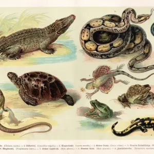 Reptiles Lithograph Print 1888 Illustrated Natural History Reptiles Lithograph Print 1888 Illustrated Natural History