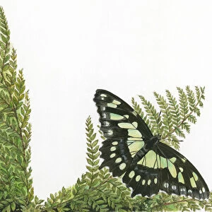 Malachite (Siproeta stelenes) butterfly on leaf stem