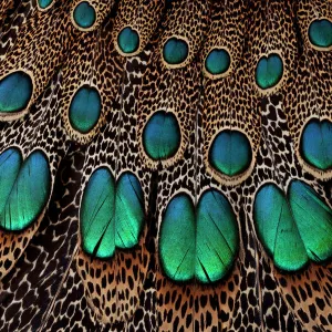 Malay Peacock Pheasant Wing & Tail Feather Design