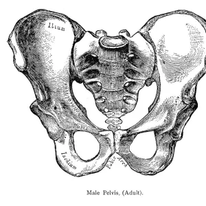 Male Pelvis