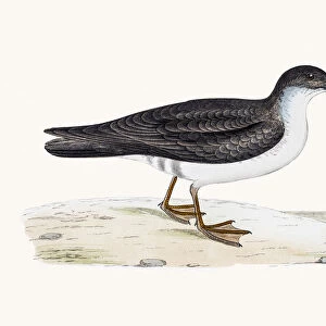 Manx shearwater bird
